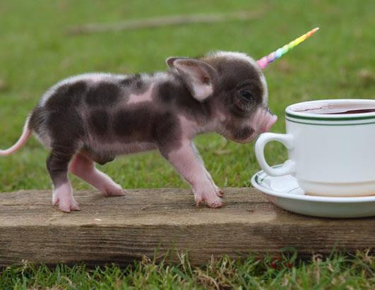 Micropigicorn